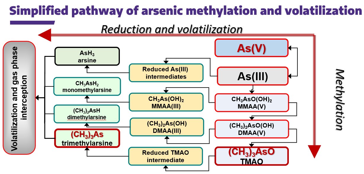 Simplified pathway of arsenic methylation and volatilization