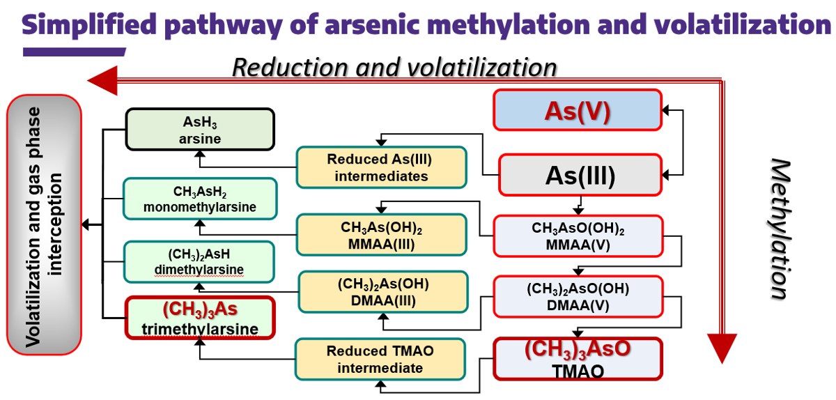 Cycling of arsenic and antimony in renewable natural gas operations